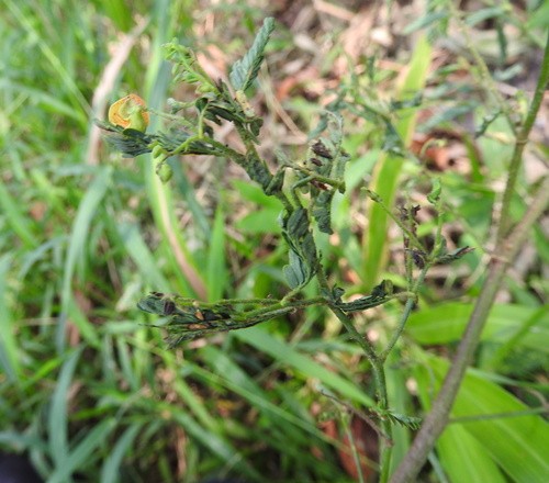 Aeschynomene sensitiva, photograph 1