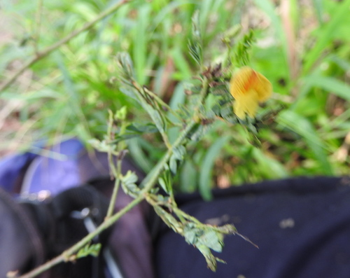 Aeschynomene sensitiva