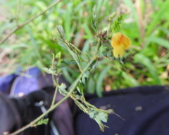 Aeschynomene sensitiva