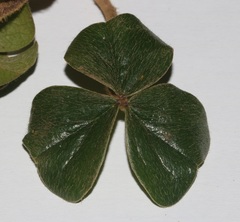 Oxalis strigosa