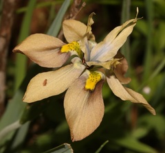 Moraea vegeta