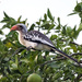 Western Red-billed Hornbill - Photo (c) Allan Hopkins, some rights reserved (CC BY-NC-ND)