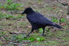 Corvus corone corone