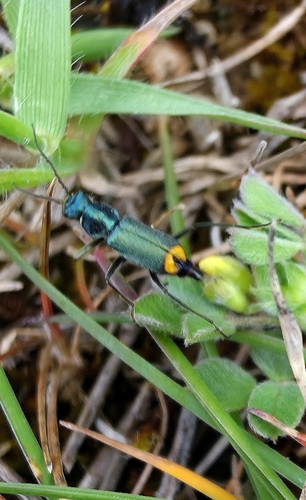 Clanoptilus emarginatus