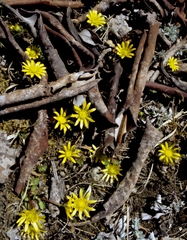 Oxygraphis polypetala