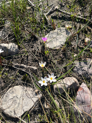 Pauridia alba