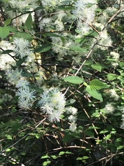 Neviusia alabamensis