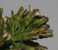 Thesium frisea frisea