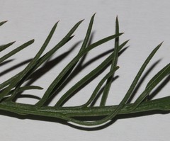 Thesium frisea frisea