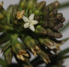 Thesium frisea frisea