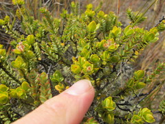 Pimelea traversii