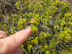 Pimelea traversii