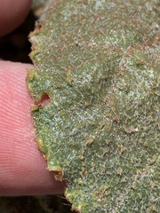 Anulocaulis leiosolenus