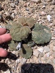 Anulocaulis leiosolenus