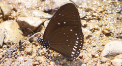 Euploea modesta modesta