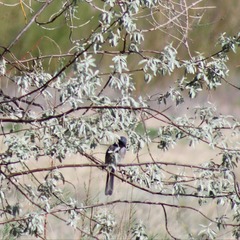 Aphelocoma woodhouseii