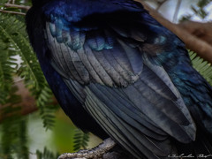 Quiscalus mexicanus