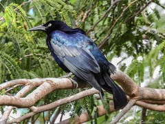 Quiscalus mexicanus