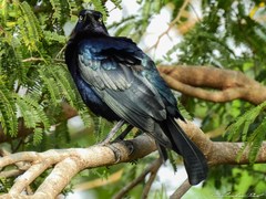 Quiscalus mexicanus