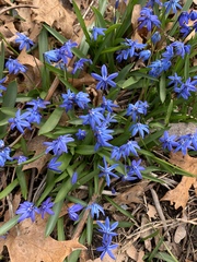 Scilla siberica