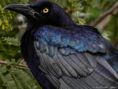 Quiscalus mexicanus