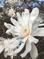 Magnolia stellata