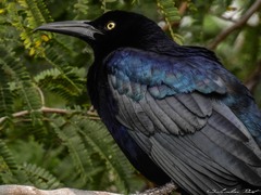 Quiscalus mexicanus