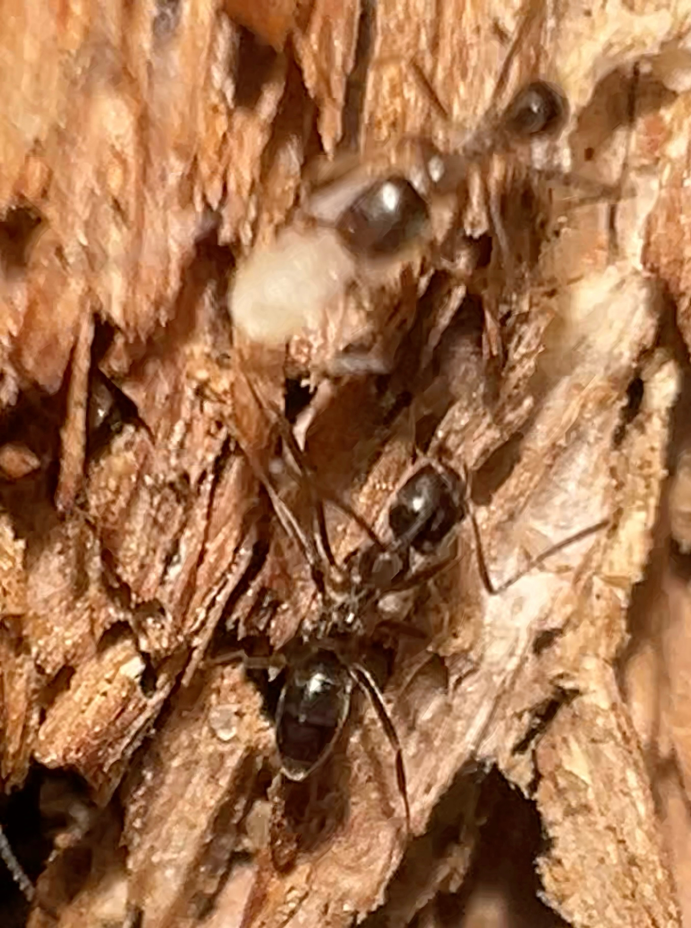 Linepithema oblongum