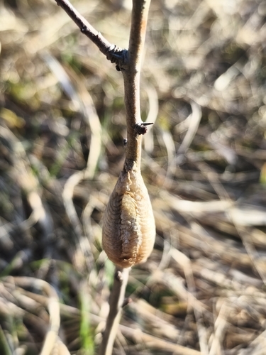 European Mantis