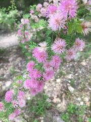 Mimosa borealis