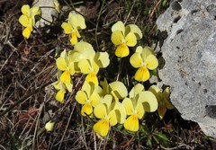 Viola eugeniae