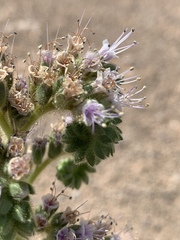 Phacelia palmeri