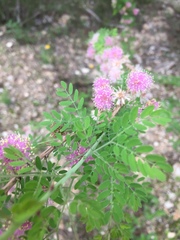 Mimosa borealis