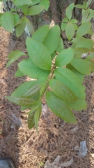 Oxydendrum