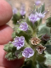 Phacelia palmeri