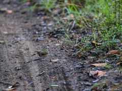 Arremonops chloronotus