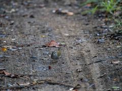 Arremonops chloronotus