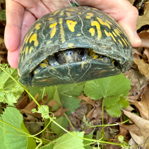 Eastern Box Turtle observed by mbeto