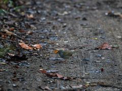 Arremonops chloronotus