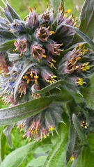 Solenanthus apenninus, photograph (c) Arianna, some rights reserved (CC BY)