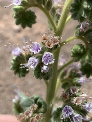 Phacelia palmeri