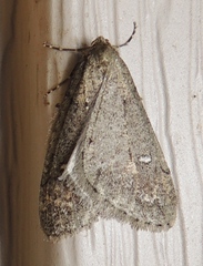 Paleacrita merriccata