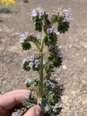 Phacelia palmeri