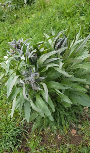 Solenanthus apenninus, photograph 6