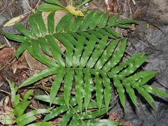 Blechnum triangularifolium