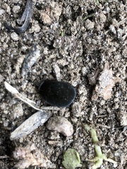 Eusattus reticulatus