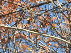 Phaeoptila sordida