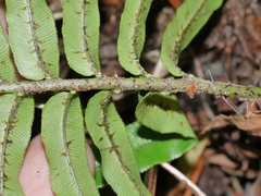 Blechnum triangularifolium