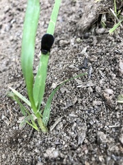 Eusattus reticulatus