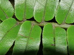 Blechnum triangularifolium